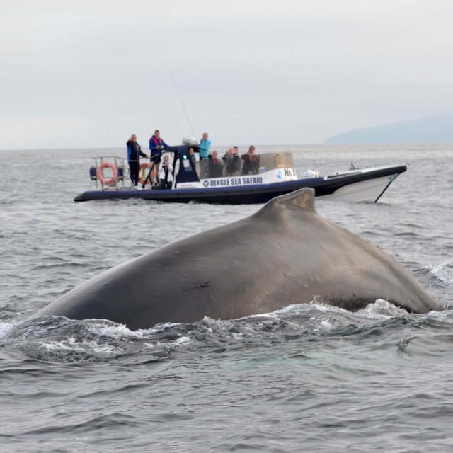 Dingle: Sea Safari by RIB Boat - Captain Stories, Rock Caves, and How They Find the Good Views