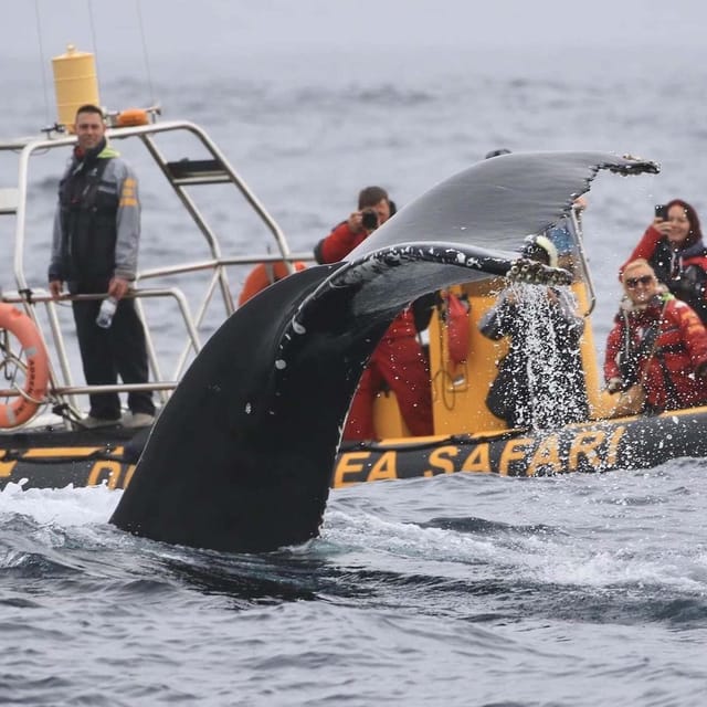 Dingle: Sea Safari by RIB Boat - Weather, Seasickness, and Who This Tour Is Not For