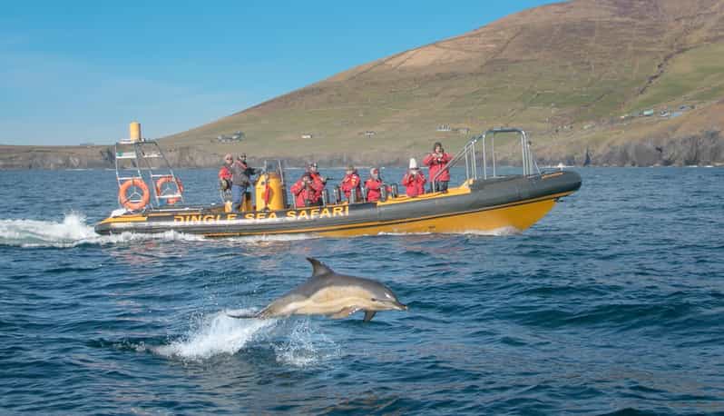 Dingle: Sea Safari by RIB Boat - Price and Value at About $125 Per Person