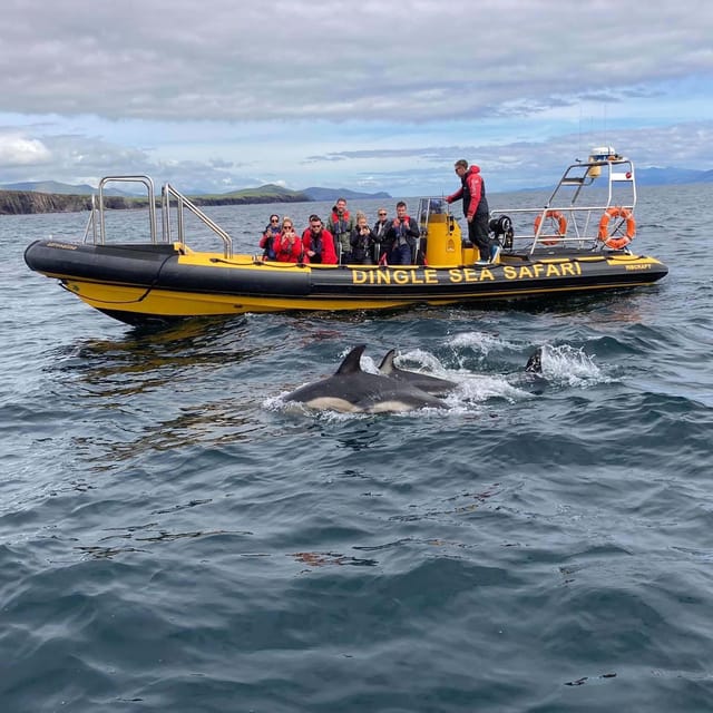 Dingle: Sea Safari by RIB Boat - Making It Work in Your Dingle Day Plan