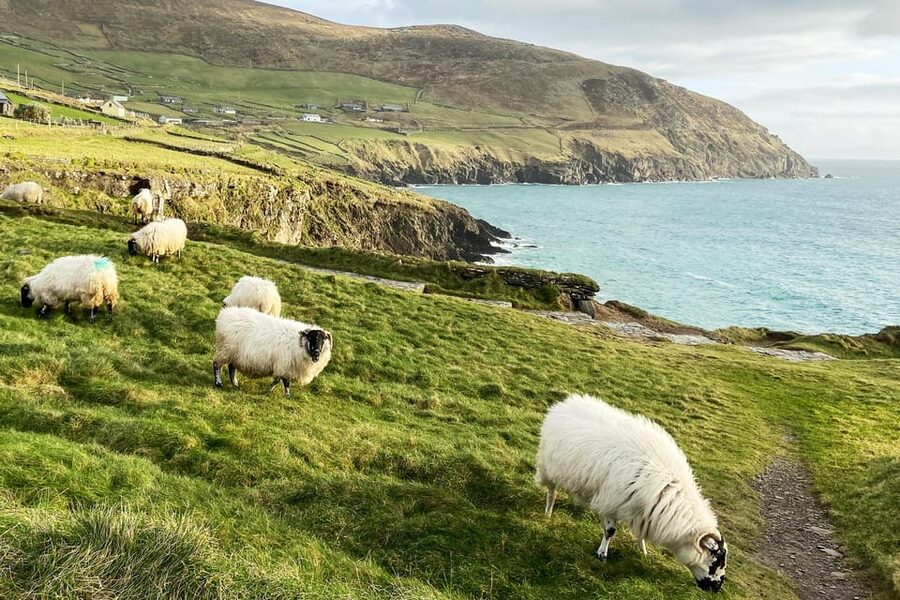 Dingle: Slea Head Photo And Sightseeing Tour - Pace, Walking, and What to Wear in Coastal Ireland