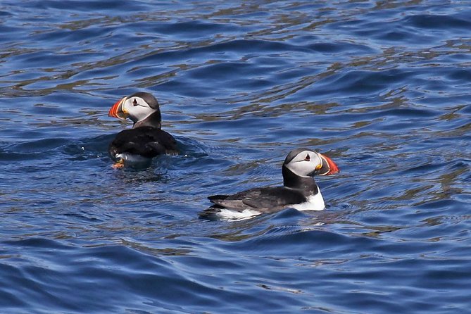 Dolphin and Whale Watching Tour from Dingle - Getting to the Boat: Ventry Pier, a Sharp 1pm Start
