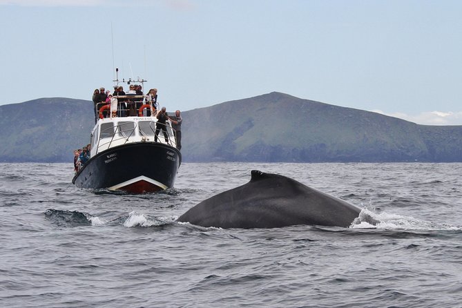 Dolphin and Whale Watching Tour from Dingle - The 4-Hour Route Around Blasket Islands and Dingle Bay