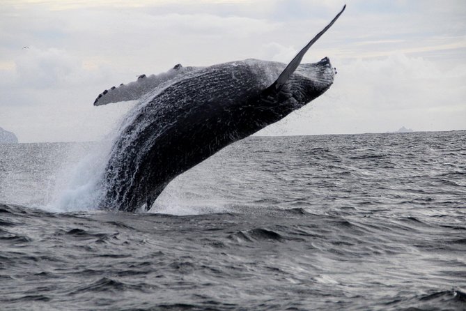 Dolphin and Whale Watching Tour from Dingle - Should You Book It?