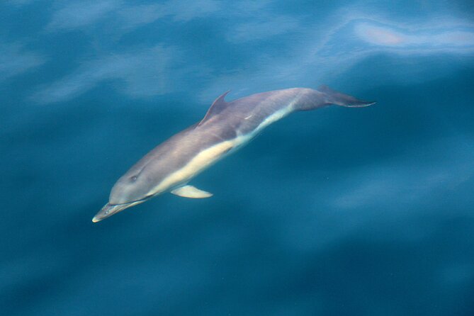 Dolphin & Whale Watching (4hrs) + Blasket Island Landing (3hrs) - From Ventry to the Blaskets: what this 7-hour day feels like
