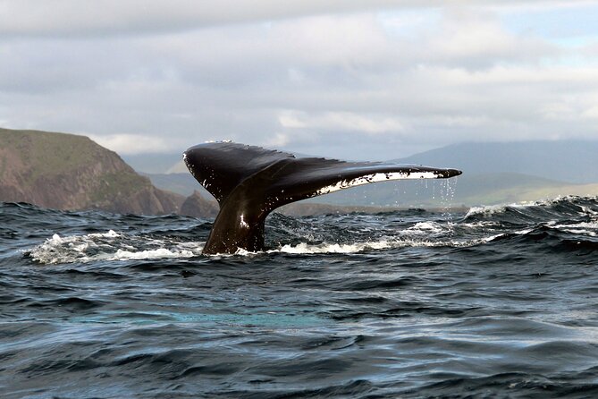 Dolphin & Whale Watching (4hrs) + Blasket Island Landing (3hrs) - Great Blasket Island landing: deserted village, seals, and a real shoreline break