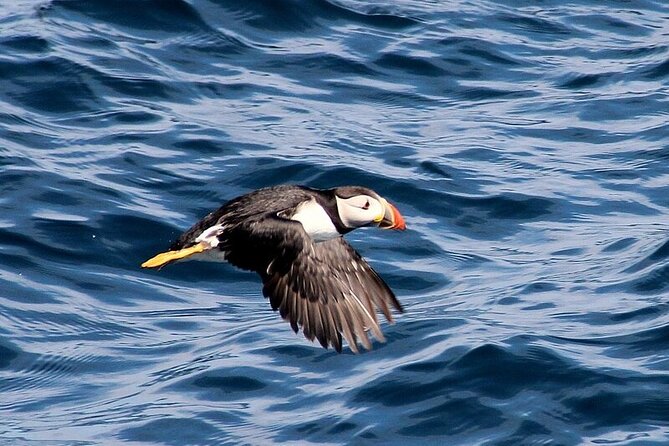 Dolphin & Whale Watching (4hrs) + Blasket Island Landing (3hrs) - Back on the water: the outer-island marine eco tour after 2:00 pm