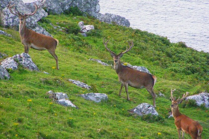 Dolphin & Whale Watching (4hrs) + Blasket Island Landing (3hrs) - Inish na Bró, Inishvickillane, and the best wildlife stops for the right season
