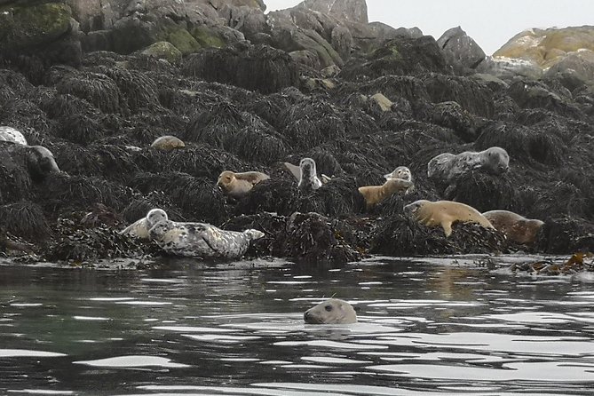 Dublin Bay Seal Kayaking Safari at Dalkey - The route: Bullock Harbour to the Dalkey coastline, and possibly Dalkey Island