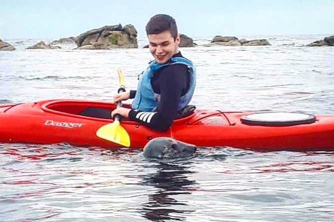 Dublin Bay Seal Kayaking Safari at Dalkey - The seal encounters: close viewing without the wildlife drama