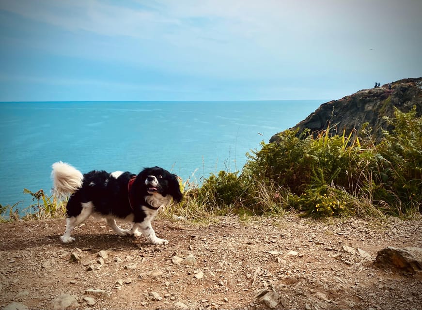 Dublin: Dublin Coastal Hike and Pints & Puppies - Is $53 good value for this 3.5-hour Howth hike and pint?