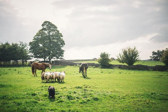 Dublin: Glendalough, Wicklow, Kilkenny and Sheepdog demonstration - Quick Hits Before You Go