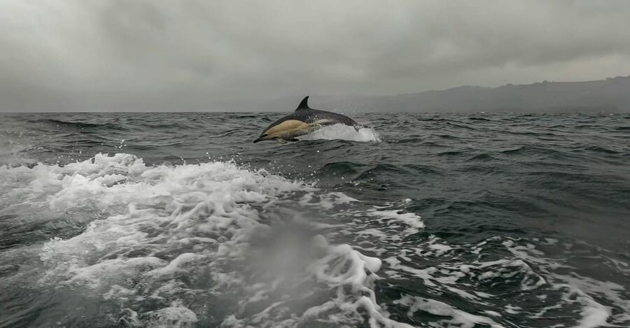 Dublin: History and Wildlife Boat Tour with Live Commentary - Key highlights I’d plan around