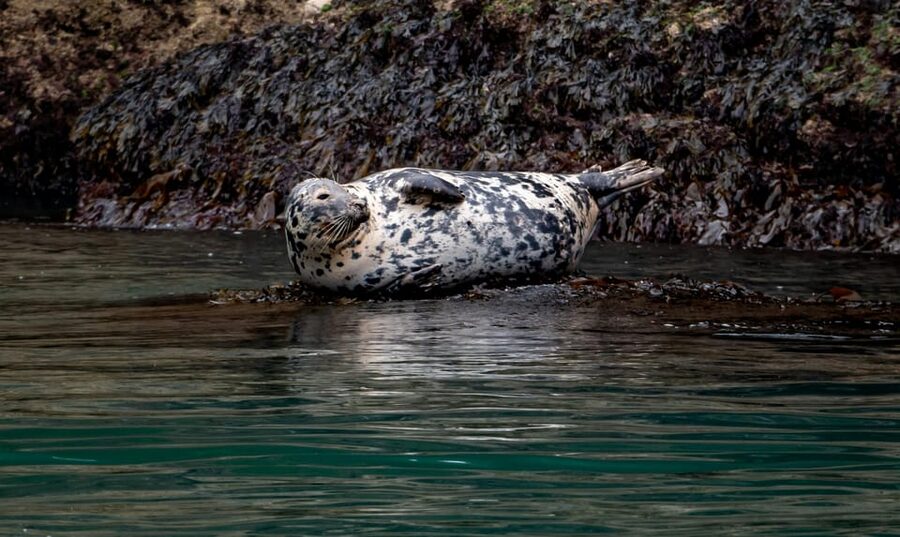 Dublin: History and Wildlife Boat Tour with Live Commentary - Dun Laoghaire Harbour to the Martello Towers: the first storytelling section