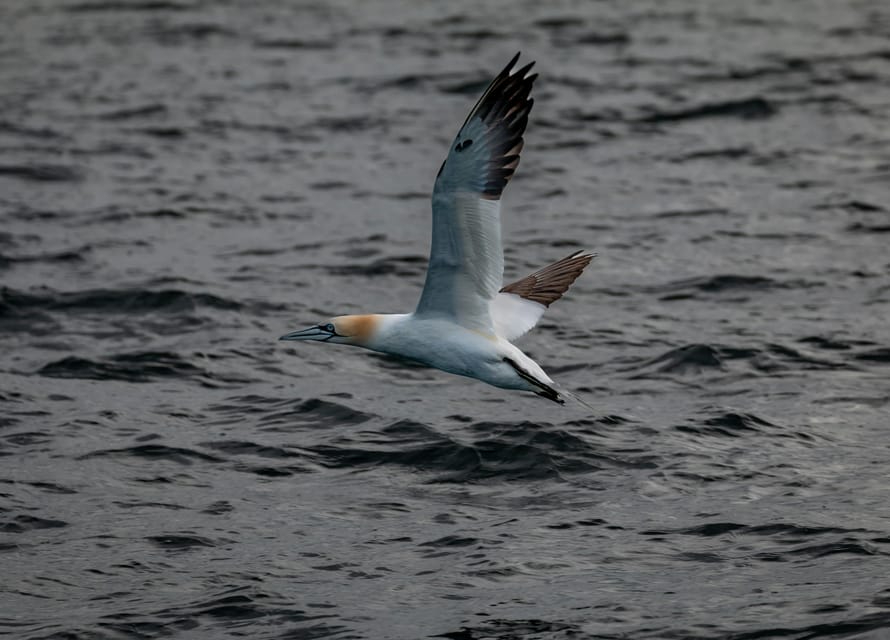 Dublin: History and Wildlife Boat Tour with Live Commentary - Wildlife viewing windows: seals, seabirds, and the possible dolphin moment