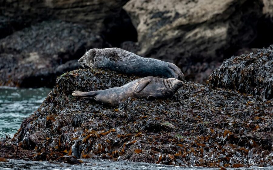 Dublin: History and Wildlife Boat Tour with Live Commentary - Dalkey Island photo stop and the “secret stops” energy