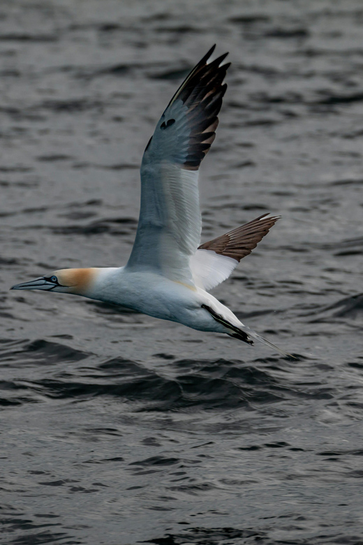 Dublin: History and Wildlife Boat Tour with Live Commentary - Finding Goat Boat Tours and getting ready for rain or shine