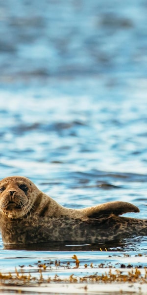 Dublin: Howth Coastal Boat Tour - My take: should you book the Dublin Howth Coastal Boat Tour?