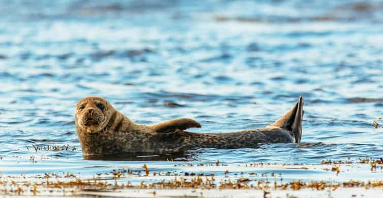 Dublin: Howth Coastal Boat Tour - Where you meet in Howth, and why that matters