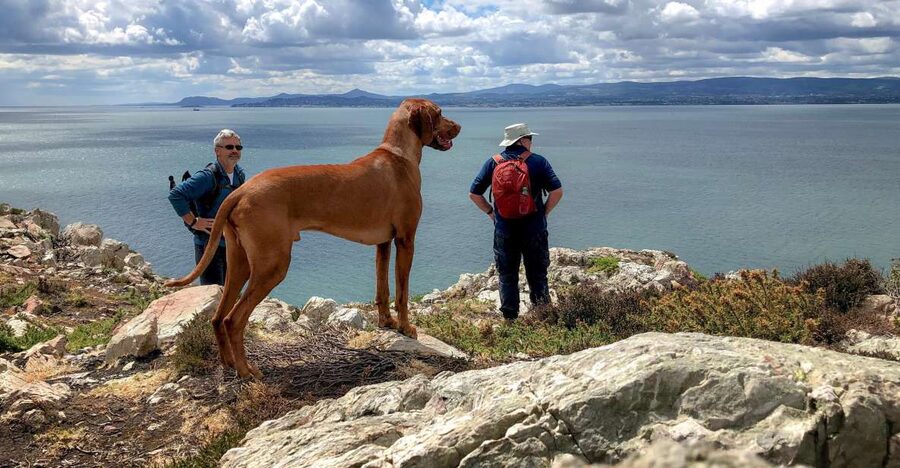 Dublin: Howth Coastal Hiking Tour - Harbour Wildlife and the Creative Side of Howth