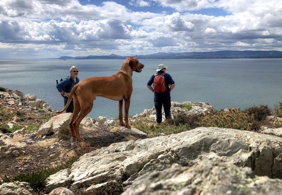 Dublin: Howth Coastal Hiking Tour - St Mary’s Abbey to the Village Streets, Viking-Era Howth