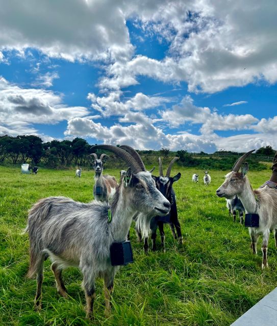 Dublin: Howth Safari Hiking Tour - Pace and terrain: what can make or break the day
