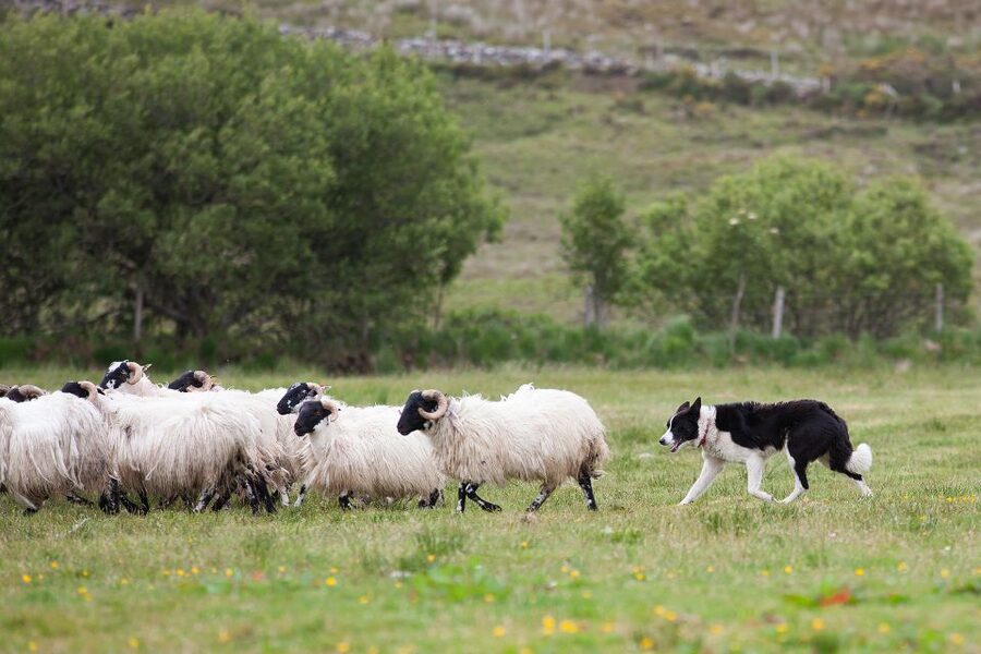Dublin: Kilkenny, Wicklow & Glendalough Tour & Sheepdog Show - Glendalough Monastery walk in a glacial valley