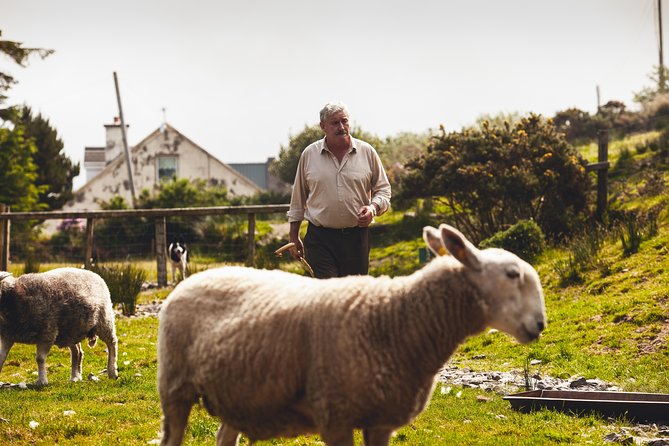 Dublin to South West 5 Day Small-Group Tour with Accommodation - Key points that matter before you go