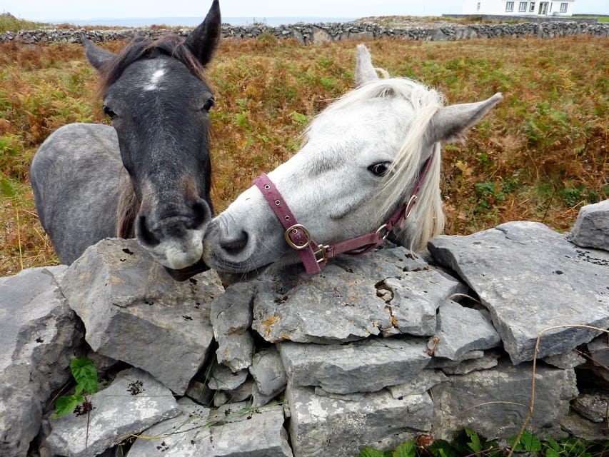 Ebiking on Inishmore island. Aran islands. Self-guided - Seal colony and wildlife, plan to go slow at the nature stops