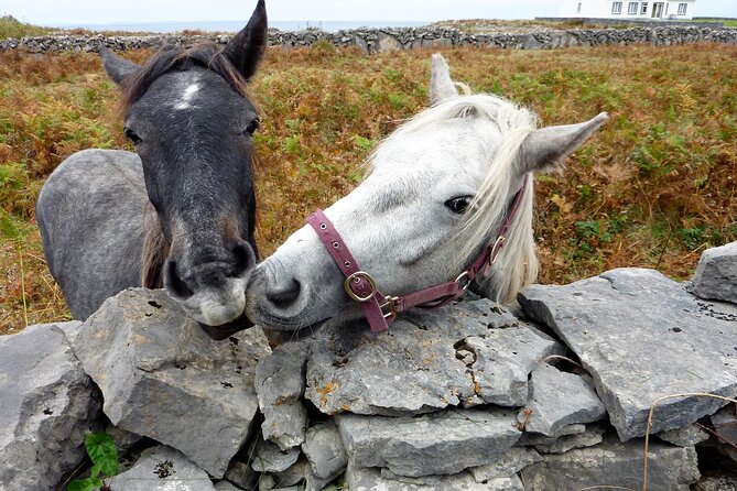 Electric biking on Inishmore island. Aran island. Self-guided. Full day. - Using the Electric Boost on Real Island Terrain