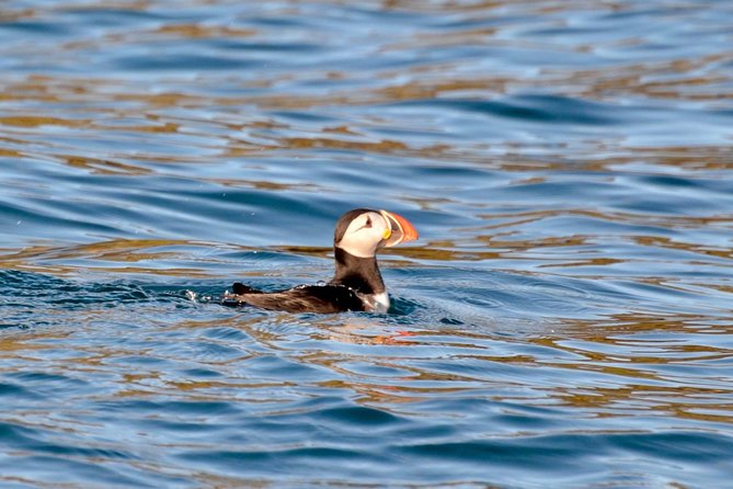 Exhilarating Rib experience - Dingle sea safari - Key things that make the Dingle Sea Safari worth your time