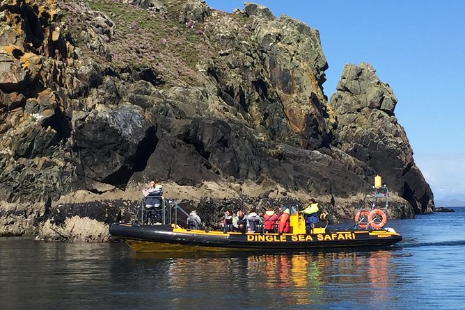 Exhilarating Rib experience - Dingle sea safari - Wildlife spotting: seals, dolphins, and the whale odds game