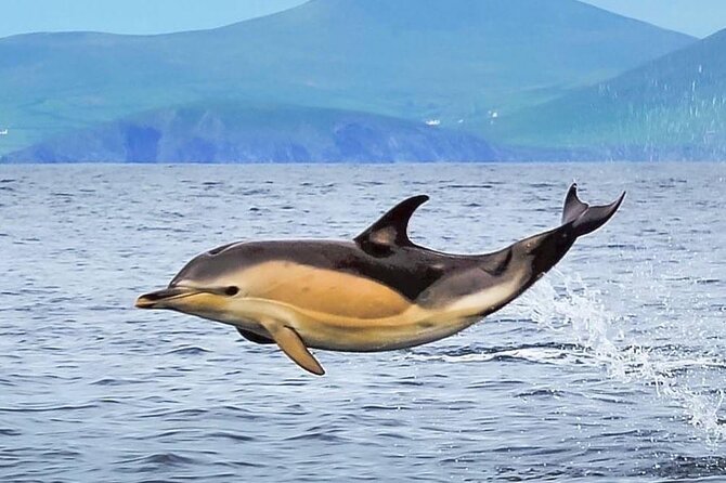 Exhilarating Rib experience - Dingle sea safari - What the captain’s narration adds (and why it changes how you see it)