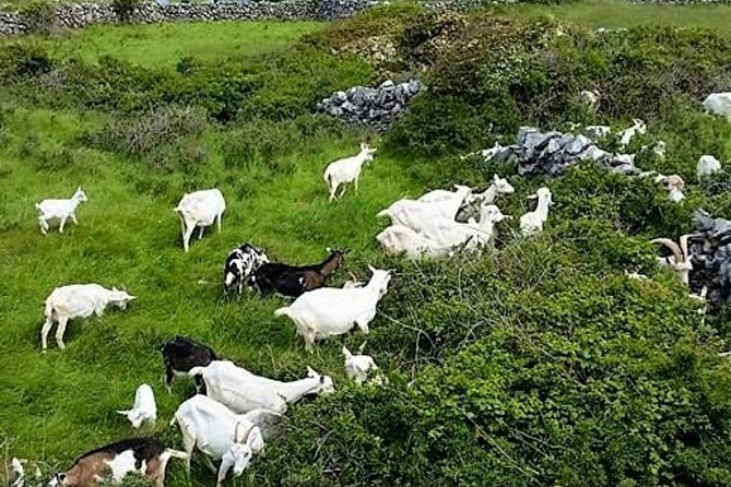 Food, heritage & cultural tour Inishmore, Aran Islands. Guided. - Dún Eochla: the stone ring fort on Inishmore’s highest point