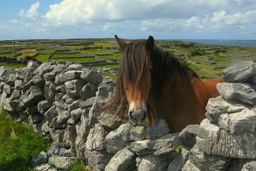 From Cork: 9-Hour Guided Ring of Kerry and Killarney Tour - Kerry Bog Village in Glenbeigh: thatched cottages and Irish wolfhounds
