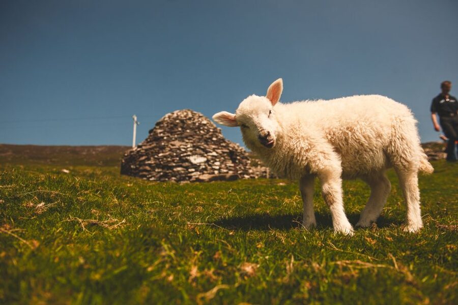 From Dublin: 3-Day Dingle, Killarney & the Wild Atlantic Way - Where You Sleep: En-Suite B&Bs Around Dingle