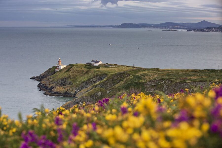 From Dublin: Half-Day Guided Coastal Tour to Howth Village - The 1-hour Howth Cliff Walk: views, wildlife, and a guide who keeps it moving