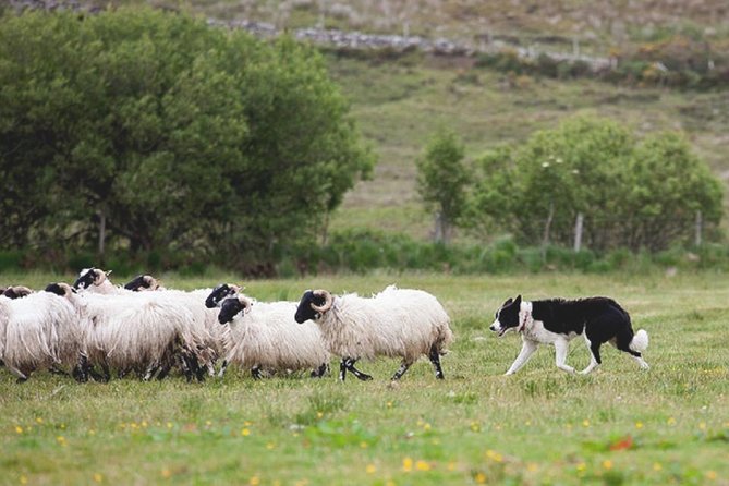 From Dublin: Wicklow, Glendalough, Waterfall & Sheepdog demo - Getting Around, Timing, and What the Day Feels Like on the Ground