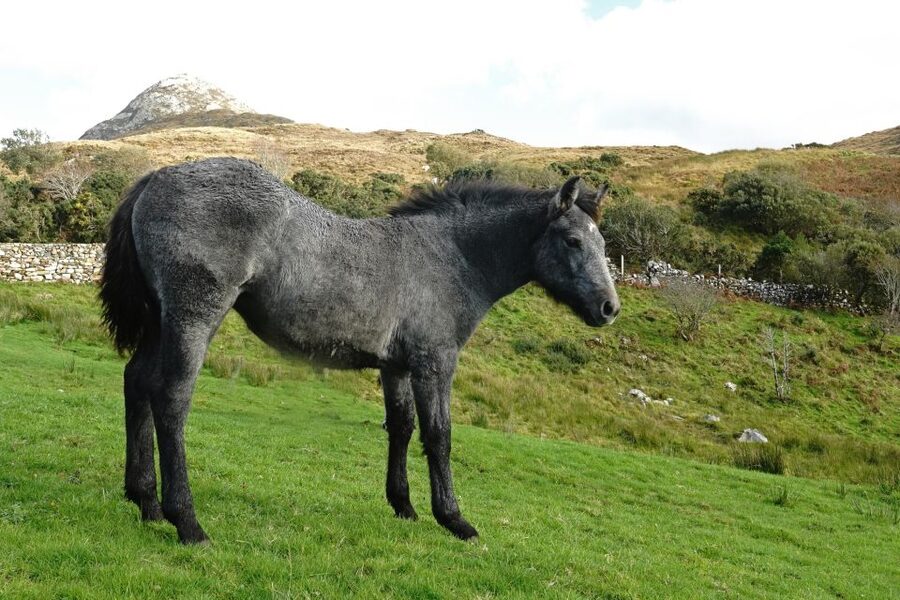 From Galway: Connemara National Park Full Day Tour - What to do during your 2-hour window (so you don’t feel rushed)