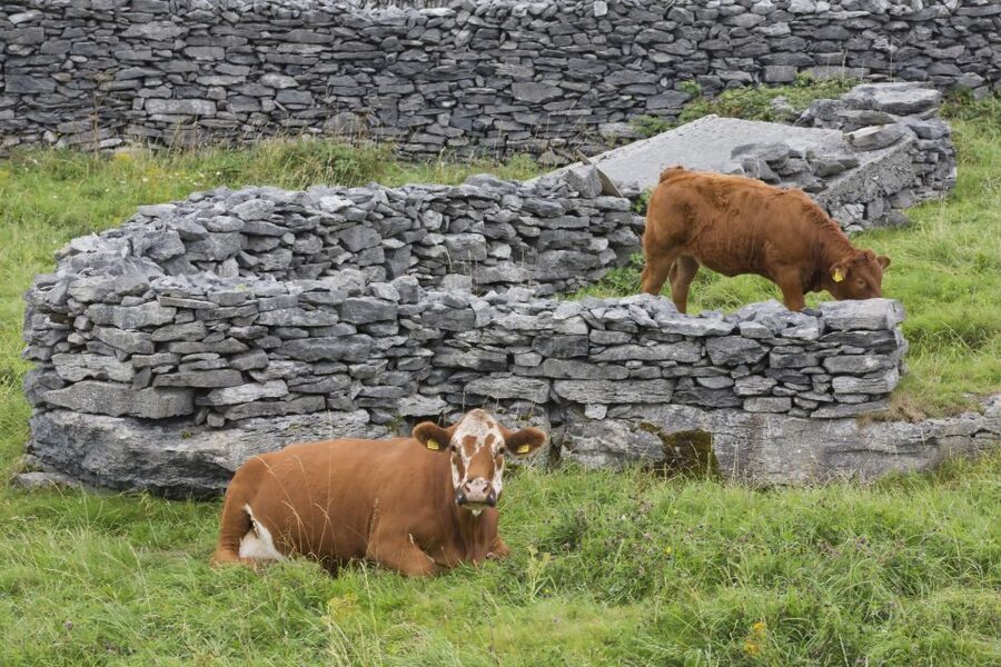 Galway: Cliffs Cruise, Aran Islands & Connemara Day Tour - Price and Value: Why $135 Can Make Sense