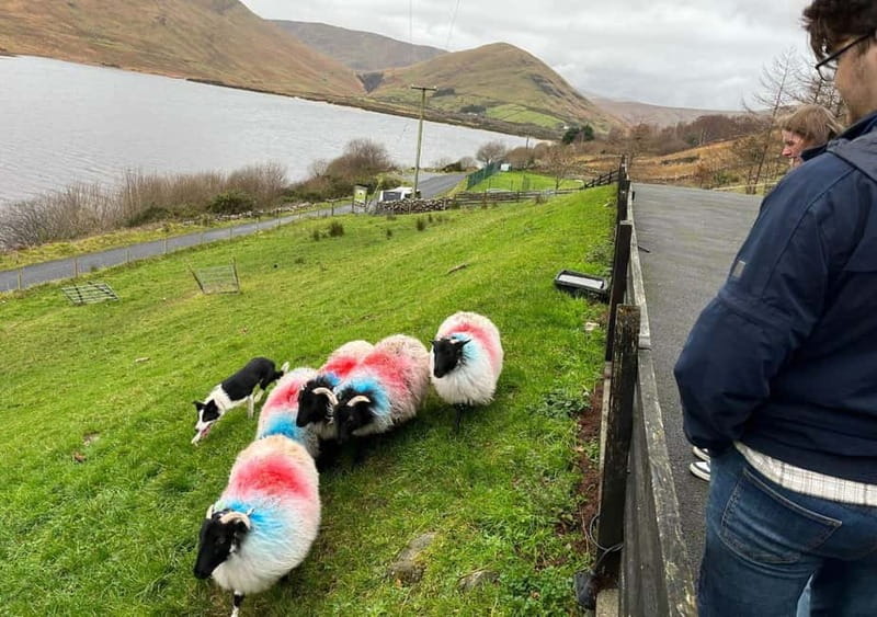 Galway: Connemara, Sheepdog Show and Medieval Castle Tour - From Galway City to Connemara, the day starts with direction