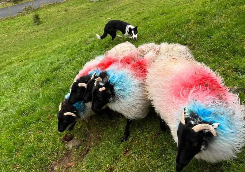 Galway: Connemara, Sheepdog Show and Medieval Castle Tour - Leenane village: a real break, not just a stop sign