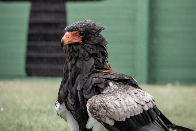 Guided Tour of Aillwee Cave and Visit to the Birds of Prey Centre - Price and value: how $30.95 makes sense, and when it may not