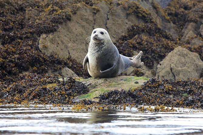 History & cultural tour of Inishmore, Aran Islands. Galway. Private. 2 ½ hours - Seal colony viewpoint: a quick stop with a real payoff