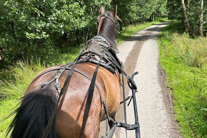 Horse-Drawn Carriage Tours in Killarney - Deenagh River and the native red deer parks