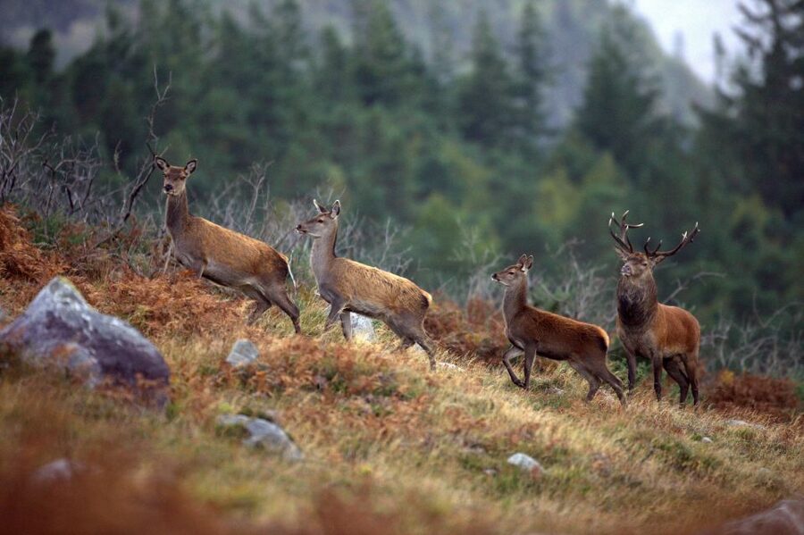 Ireland: 2 Day Wild Atlantic Way Tour - The included value: transport, entrance fees, and your overnight base