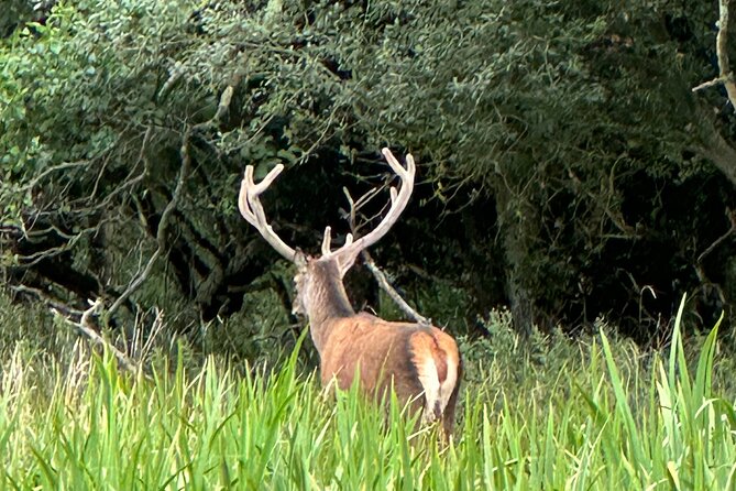 Jaunting Car Tour in Killarney National Park - Through Killarney National Park: UNESCO Views Without the Hiking