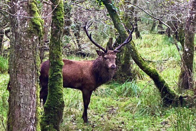 Jaunting Car Tour in Killarney National Park - Lake Views That Make the Whole Ride Worth It