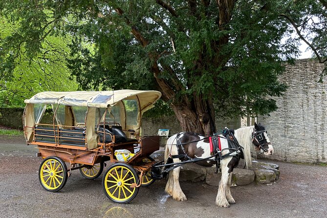 Jaunting Car Tour in Killarney National Park - The Guide Makes It: Damien, Daniel, Martin, and the Irish Humor Factor