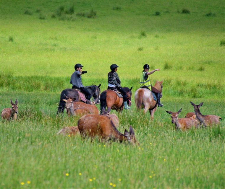 Kerry: Guided Horse Riding Tour in Killarney National Park - Key highlights you’ll actually care about